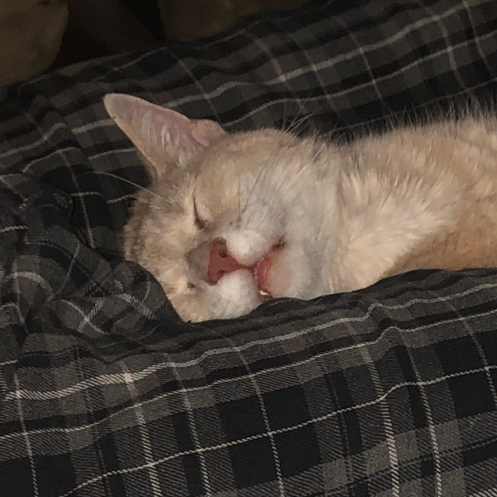 Meet your Posher, Monica